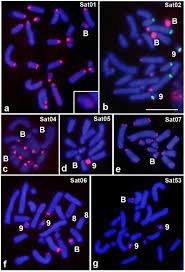 Jun 19, 2021 · el informe de investigación de mercado global hibridación in situ proporciona un análisis en profundidad del tamaño del mercado, la participación, la descripción general del negocio, el crecimiento, las tendencias, el impacto de covid y el pronóstico para 2025. 3 Hibridacion In Situ Fluorescente Fish Para Los 7 Adns Satelites Download Scientific Diagram