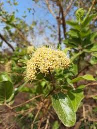 Image result for Crossopteryx