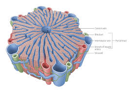 Draw diagrams, with the parts named, of the male and female. Liver Amboss