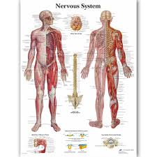 us 14 72 5 off human nervous system chart poster map canvas painting wall pictures for medical education doctors office classroom home decor in