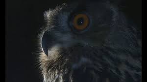 More images for la vie des animaux film » La Vie Nocturne Des Animaux Sauvages By Uwe Muller 2018 Films Pour La Terre