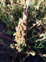Image result for Amaranthus hybridus