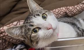 If you have a canker sore, instead of buying gross numbing stuff or waiting it out for a horrible week, try crushing up half an aspirin into a powder and put it on the sore. Feline Upper Respiratory Infection Paws
