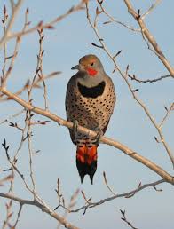An invasive berry is turning birds' feathers red. Strange Colored Flickers Show Up In Eastern Idaho East Idaho News