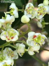 Image result for Schrebera