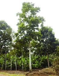 Image result for Hevea brasiliensis