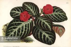 Image result for Episcia reptans