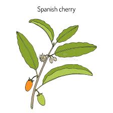 Image result for Mimusops