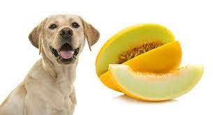 There are adverse effects that your dog will experience should you feed it too many watermelons. Can Dogs Eat Honeydew Melon Or Is It Best Left Off The Menu