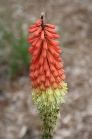Image result for Kniphofia dubia