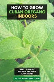 Gary pilarchik demonstrates how to begin growing oregano indoors How To Grow Cuban Oregano Indoors Beginner S Care Guide Gardenisms