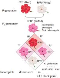 Allele , gene locus , and chromosome. What Is The Difference Between Epistasis And Incomplete Dominance