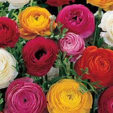 Maybe you would like to learn more about one of these? French Peony Ranunculus Mix K Van Bourgondien