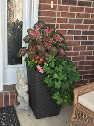 Caladium Begonias And Ivy For Shady Planter Caladium Begonia Plants