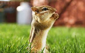 Beautiful Animals Wallpapers Hd Desktop Widescreen Free Download Animals Beautiful Animals Images Animal Wallpaper