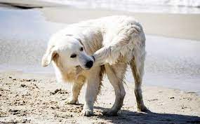Why Do Dogs Chase Their Tails Does It Mean Anythng