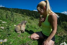 Mit dem eichhörnchen verwandtes, im hochgebirge lebendes und einen langen winterschlaf haltendes redensartlich schlafen wie ein murmeltier 'sehr fest und lange schlafen' (16. Wanderung Mit Murmeltier Garantie Berghasen Com