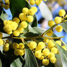 Wattle Flowers Botanical Name Acacia Auriculiformis Fragrant Golden Yellow Catkins Tree Spiritual Messages Work Let Us Of Yellow Flowers Floristry Fragrant