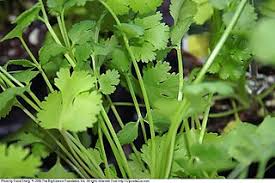 File Coriandrum Sativum 6zz Jpg Wikimedia Commons