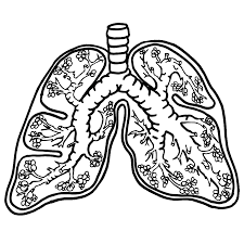 The spruce / wenjia tang take a break and have some fun with this collection of free, printable co. Lungs Coloring Pages Coloring Home
