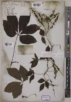 Image result for Dioscorea quartiniana