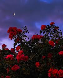 Rose aesthetic · pinterest : Vaporwave And Aesthetic Roses Credits Evelynchengx Facebook