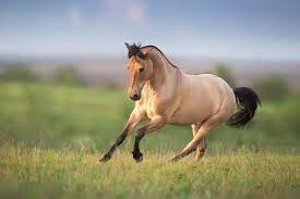 Try it if you're up for a challenge — but beware of its dangers. Is Buckskin A Color Or A Breed Origin Color Genetics And Facts Family Life Share