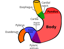 Stomach Human Digestive System Feeding Tube Awareness Stomach