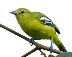 Burung sirtu adalah jenis burung yang sering kita melihat pinggiran hutan di wilayah indonesia ini. Rekomendasi Makanan Burung Sirtu Dan Jenisnya Hargaburung Id