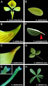 Image result for Crotalaria pallidicaulis