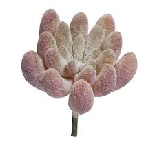 Image result for Mehikasvi