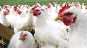 La epidemia de gripe aviar altamente patógena causada por la cepa h5n1, que comenzó a mediados de diciembre de 2003 en la república de corea y está afectando ahora a otros países asiáticos, representa por tanto una amenaza especial para la salud pública. Que Es La Nueva Cepa De Gripe Aviar H5n1 Y Por Que Es Tan Peligrosa