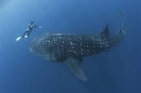Man Almost Swallowed By Whale Shark Swimming With Whale Sharks Whale Shark Whale Shark Diving