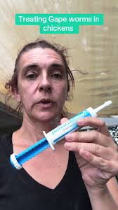 If its not one thing its another…only 2 birds were affected but everybody  is treated ! #likeandfollow #backyardchickens #brahma #chickensoftiktok  #gapeworm