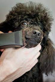 Poodle Grooming A Complete Guide To How To Groom A Poodle Dog Grooming Styles Poodle Haircut Poodle Hair