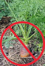 We did not find results for: Using Manure In The Home Garden Wisconsin Horticulture