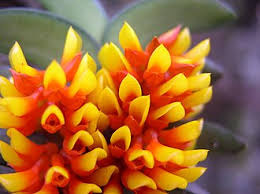 Image result for Calyptrochilum