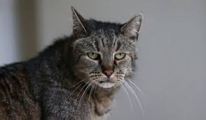 Comme nous allons le voir, cette information est fausse car le record du chat le plus vieux du monde est à 38 ans. Le Plus Vieux Chat Du Monde Est Mort A 32 Ans Soit L Equivalent De 144 Ans En Age Humain