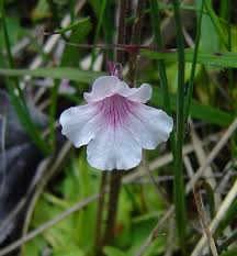 Image result for Isoglossa grandiflora