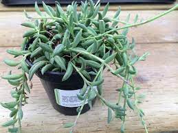 What is string of bananas plant? Medium Succulent Plant String Of Bananas Senecio Radicans Etsy