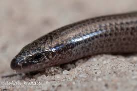 Image result for Acrotome mozambiquensis