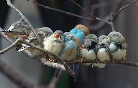 Bird Sitting On Branch Beautiful Colourful Birds Sitting On A Branch Animals Animals Beautiful Pet Birds