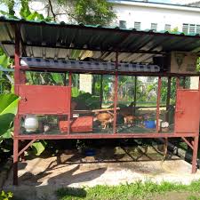 Adalah istilah yang diberikan kepada ayam yang dipelihara secara lepas atau bebas. Reban Ayam Simple