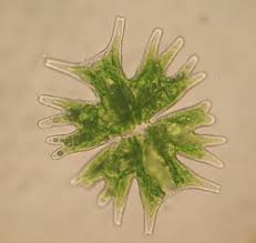 Image result for Micrargeria