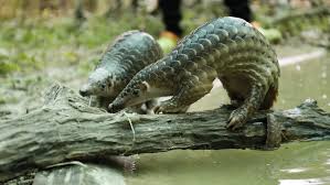 Ancak uzmanlar, corona virüsün yarasalardan insana bulaşmasını sağlayan bir 'ara konakçı' daha. If Pangolins Are Linked To Coronavirus Conservationists Fear For Animal S Safety Chicago News Wttw