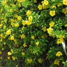 Image result for Allamanda