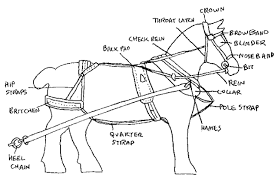 Parts Of A Horse Harness Diagram Guide To Horse Training