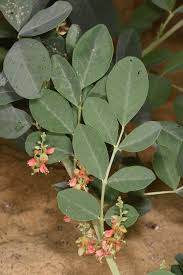 Image result for Indigofera roseo-caerulea