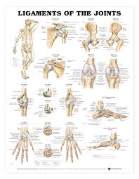 Ligaments Of The Joints Anatomical Chart
