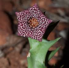 Image result for Orbea knobelii